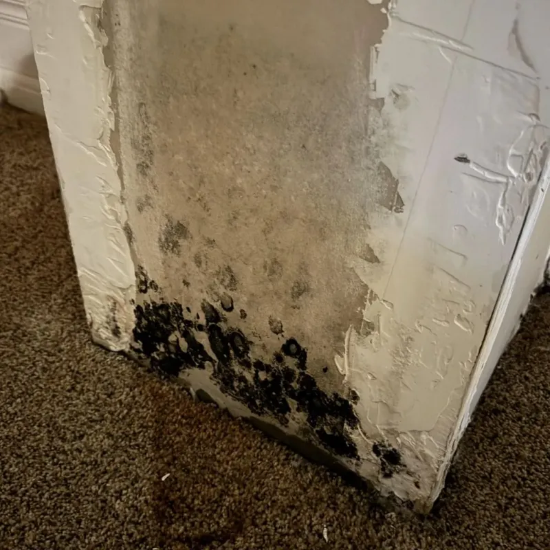 Professional Mold Removal in Geneva, FL